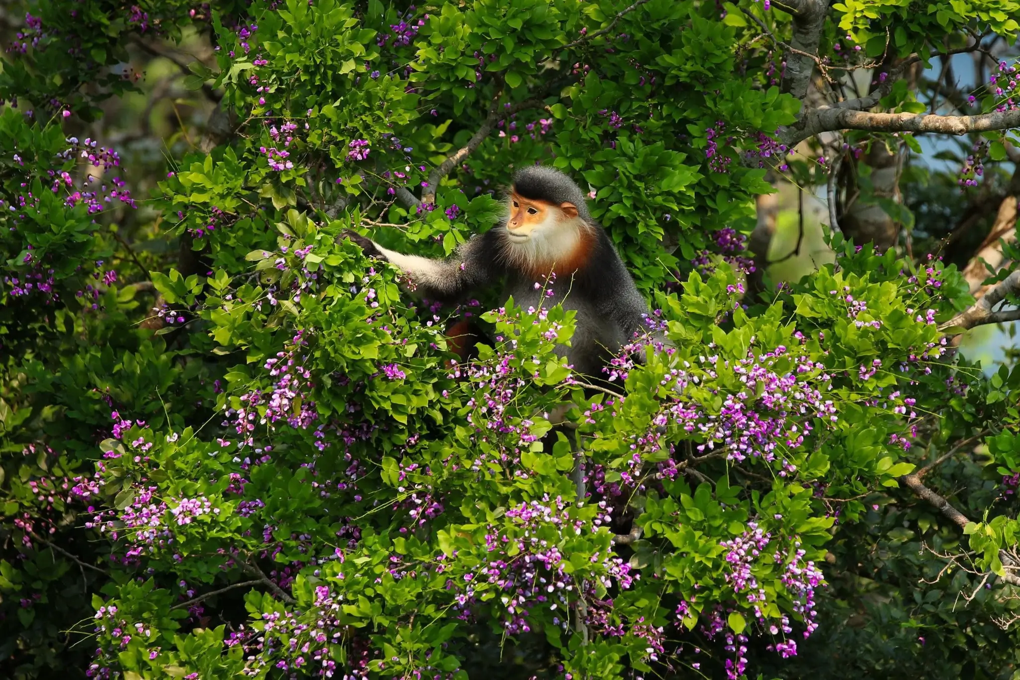 The Last Sanctuary: Son Tra and the Fragile Presence of the Red-Shanked Douc